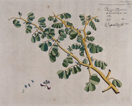 East Indian or Malabar Kino (Pterocarpus marsupium Roxb.): branch with flowers, separate shoot bearing flowers and fruit and sections of flowers. Coloured line engraving.