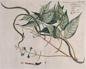 view Padri (Stereospermum colais (Dillwyn) Mabb.): branch with flowers and pods and separate sections of flower, pod and seeds. Coloured line engraving.