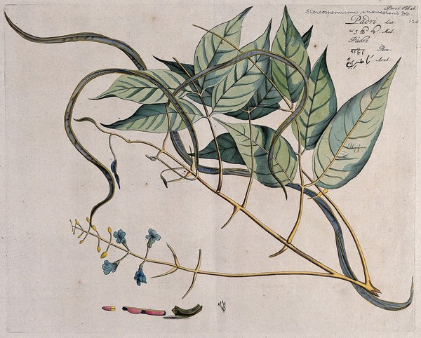 Padri (Stereospermum colais (Dillwyn) Mabb.): branch with flowers and pods and separate sections of flower, pod and seeds. Coloured line engraving.