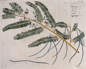 view A plant (Sesbania sesban (L.) Merr.): branch with flowers and pods and separate pod and seed. Coloured line engraving.