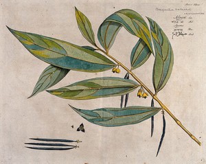 view A species of Thottea: branch with flowers and pods and separate pods and sectioned flower. Coloured line engraving.