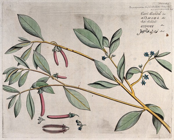 Mangrove plant (Bruguiera cylindrica Blume): branch with flowers and fruit, separate flowers and fruit and sectioned fruit. Coloured line engraving.