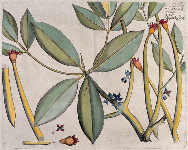 Mangrove Tree (Rhizophora mucronata Lam.): branch with flowers and fruits and separate sectioned flower and fruit with seed. Coloured line engraving.