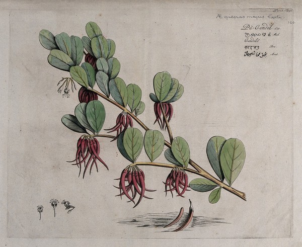 Mangrove plant (Aegiceras corniculatum (L.) Blanco): branch with flowers and fruit and separate flowers and fruit on ground. Coloured line engraving.