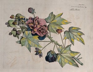 view China rose or Shoe flower (Hibiscus rosa-sinensis L.): flowering shoot. Coloured line engraving.