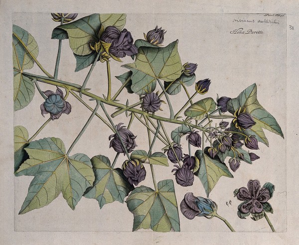 China rose or Shoe flower (Hibiscus rosa-sinensis L.): branch with flowers and fruit and separate flower, dissected fruit and seeds. Coloured line engraving.