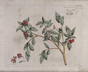 view Garden Gardinia or Cape jasmine (Gardenia augusta (L.) Merr.): branch with flowers and fruit and separate flowers and fruit. Coloured line engraving.