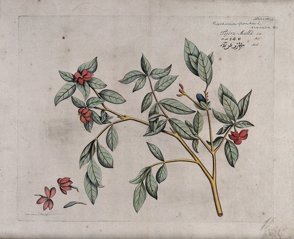 Garden Gardinia or Cape jasmine (Gardenia augusta (L.) Merr.): branch with flowers and fruit and separate flowers and fruit. Coloured line engraving.