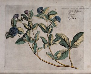 view Arabian jasmine (Jasminum sambac (L.) Aiton): branch with double flowers and fruit. Coloured line engraving.