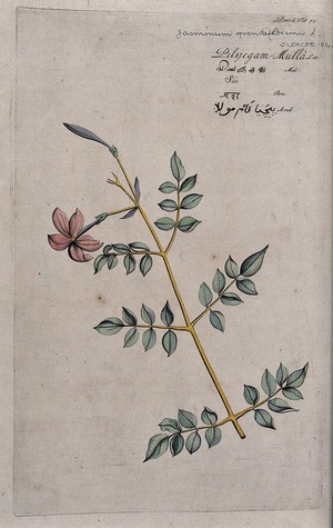 view Catalonian jasmine or Spanish jasmine (Jasminum grandiflorum L.): branch with flowers. Coloured line engraving.