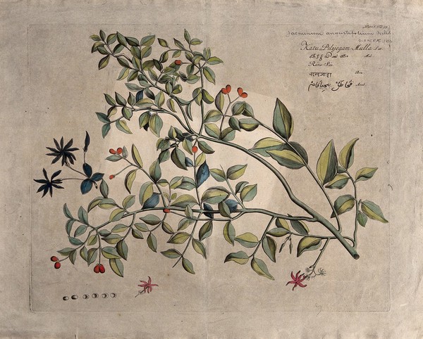 Jasmine (Jasminum angustifolium Willd.): branch with flowers and fruit and separate inflorescence, flower and fruits. Coloured line engraving.
