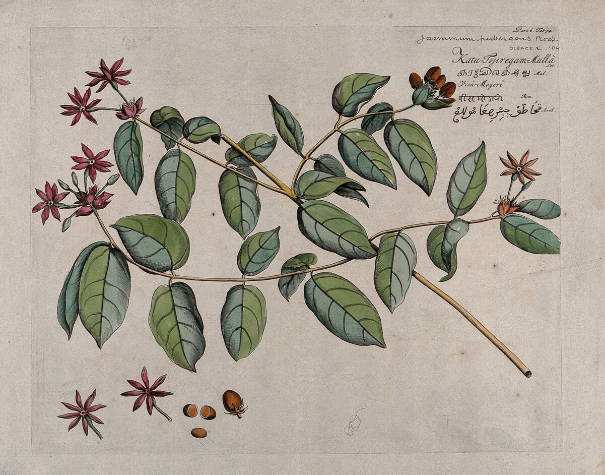 Jasmine (Jasminum pubescens Roxb.): branch with flowers and fruit and separate flowers, fruit and seeds. Coloured line engraving. by Hendrik van Rheede