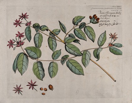 Jasmine (Jasminum pubescens Roxb.): branch with flowers and fruit and separate flowers, fruit and seeds. Coloured line engraving.