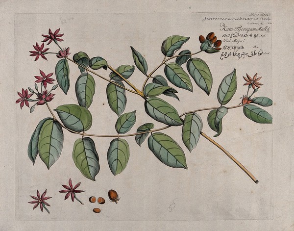 Jasmine (Jasminum pubescens Roxb.): branch with flowers and fruit and separate flowers, fruit and seeds. Coloured line engraving.