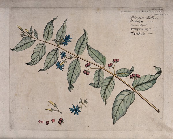 Jasmine (Jasminum undulatum Willd.): branch with flowers and fruit, separate flowers, fruit and sectioned fruit with seeds. Coloured line engraving.