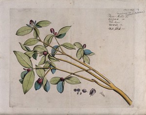 view Jasmine (Jasminum species): branch with flowers and fruit and separate sections of flowers and fruits with seed. Coloured line engraving.