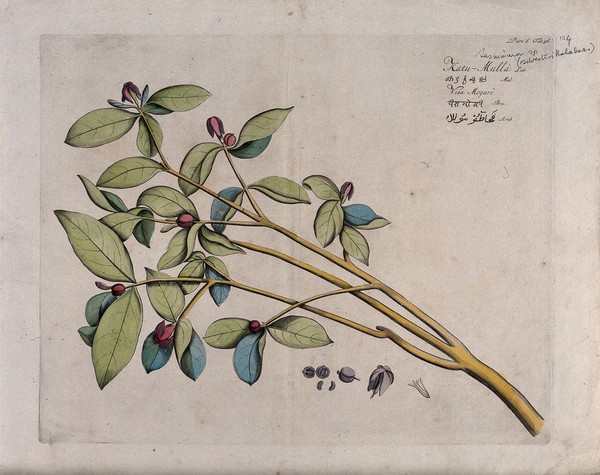 Jasmine (Jasminum species): branch with flowers and fruit and separate sections of flowers and fruits with seed. Coloured line engraving.