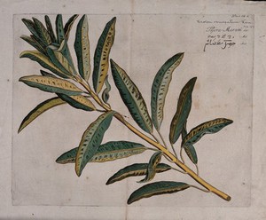 view Fever bark (Croton variegatum L.): branch with leaves only. Coloured line engraving.