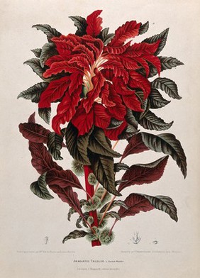 Joseph's Coat (Amaranthus tricolor L.): leafy shoot with flowers, separate male and female flower and seed. Chromolithograph by P. Depannemaeker, c. 1885, after B. Hoola van Nooten.