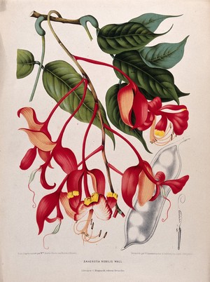 view Orchid Tree or Pride of Burma (Amherstia nobilis Wallich.): flowering branch with separate fruit and sectioned ovary. Chromolithograph by P. Depannemaeker, c. 1885, after B. Hoola van Nooten.