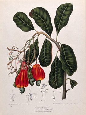 Cashew nut or acajou (Anacardium occidentale L.): flowering and fruiting branch with separate sectioned flowers and fruit. Chromolithograph by P. Depannemaeker, c. 1885, after B. Hoola van Nooten.