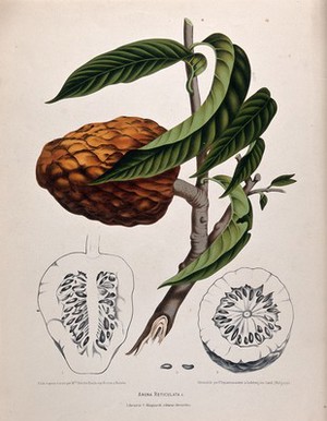 view Custard apple or Bullock's heart (Annona reticulata L.): fruiting branch with sections of fruit and seeds. Chromolithograph by P. Depannemaeker, c. 1885, after B. Hoola van Nooten.