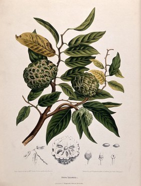 Custard apple or Sweetsop (Annona squamosa L.): fruiting branch with sections of fruit, flowers and seeds. Chromolithograph by P. Depannemaeker, c. 1885, after B. Hoola van Nooten.