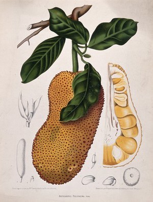 view Champedak (Artocarpus polyphema Pers.): fruiting branch with numbered sections of fruit, inflorescence and seed. Chromolithograph by P. Depannemaeker, c. 1885, after B. Hoola van Nooten.