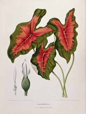 A plant (Caladium bicolour (Aiton) Vent.): 3 large stalked leaves and numbered inflorescences - both sheathed and unsheathed. Chromolithograph by P. Depannemaeker, c. 1885, after B. Hoola van Nooten.