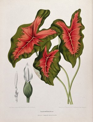 view A plant (Caladium bicolour (Aiton) Vent.): 3 large stalked leaves and numbered inflorescences - both sheathed and unsheathed. Chromolithograph by P. Depannemaeker, c. 1885, after B. Hoola van Nooten.