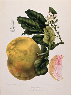 Pummelo or Pamplemousse (Citrus maxima (Burm.) Merr.): flowering and fruiting branch with numbered fruit segment and flower section. Chromolithograph by P. Depannemaeker, c. 1885, after B. Hoola van Nooten.