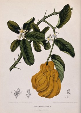 A species of citrus fruit (Citrus sarcodactylis Hort. Bog.): flowering and fruiting branch with separate numbered flower sections. Chromolithograph by P. Depannemaeker, c. 1885, after B. Hoola van Nooten.