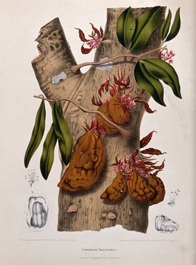 A plant (Cynometra cauliflora L.): trunk bearing flowers and fruit, and separate floral sections. Chromolithograph by P. Depannemaeker, c.1885, after B. Hoola van Nooten.
