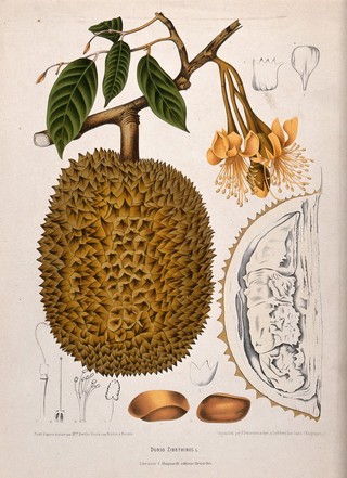 Durian (Durio zibethinus L.): flowering and fruiting branch, section of fruit and numbered sections of flower and seed. Chromolithograph by P. Depannemaeker, c.1885, after B. Hoola van Nooten.