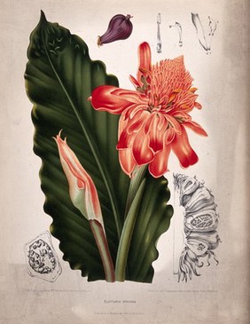 A plant (Elettaria speciosa Blume): flowering shoots with leaf and sections of flower, fruit, and seed. Chromolithograph by P. Depannemaeker, c.1885, after B. Hoola van Nooten.