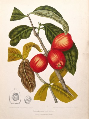 view Rose apple (Syzygium jambos (L.) Alston): fruiting branch with leaves and numbered sections of fruit and seed. Chromolithograph by P. Depannemaeker, c.1885, after B. Hoola van Nooten.