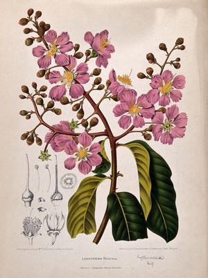 view Pride-of-India, queen flower or pyinma (Lagerstroemia speciosa (L.) Pers.): flowering branch with numbered sections of flowers. Chromolithograph by P. Depannemaeker, c.1885, after B. Hoola van Nooten.