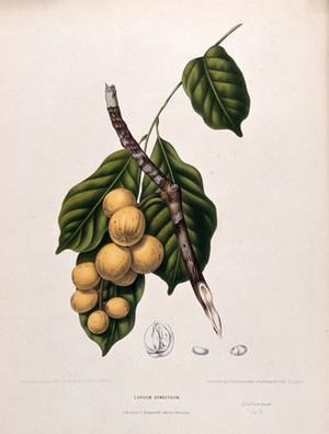 view Langsat (Lansium domesticum Corr. Serr.): fruiting branch and leaves with numbered sections of fruit and seed. Chromolithograph by P. Depannemaeker, c.1885, after B. Hoola van Nooten.