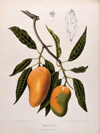 Mango (Mangifera indica L.): fruiting branch with numbered sections of flower and seed. Chromolithograph by P. Depannemaeker, c.1885, after B. Hoola van Nooten.