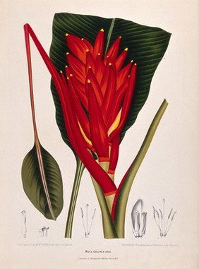 Banana (Musa coccinea Andr.): fruiting shoot with leaf and numbered sections of flowers. Chromolithograph by P. Depannemaeker, c.1885, after B. Hoola van Nooten.