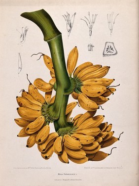 Plantain banana (Musa paradisiaca L.): fruiting branch with sections of flowers and fruit. Chromolithograph by P. Depannemaeker, c.1885, after B. Hoola van Nooten.