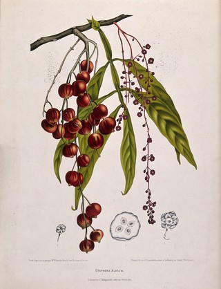 A species of the genus Lepisanthes: fruiting and flowering branch with separate numbered flowers and section of fruit. Chromolithograph by P. Depannemaeker, c.1885, after B. Hoola van Nooten.
