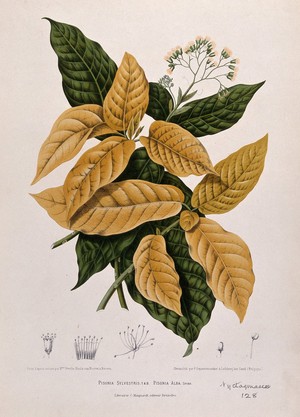 view Two plants (Pisonia sylvestris and Pisonia alba ): flowering and leafy shoots with separate numbered flower and fruit sections. Chromolithograph by P. Depannemaeker, c.1885, after B. Hoola van Nooten.