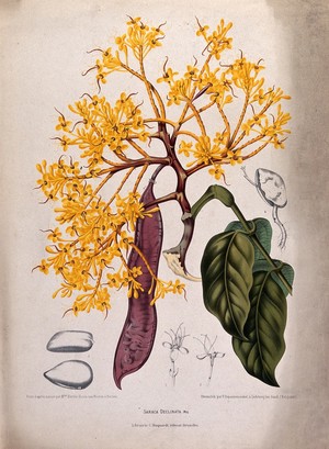 view A plant (Saraca declinata Miq.) related to the asoka tree: flowering and fruiting shoot with separate numbered flowers, seeds and germinating seed. Chromolithograph by P. Depannemaeker, c.1885, after B. Hoola van Nooten.