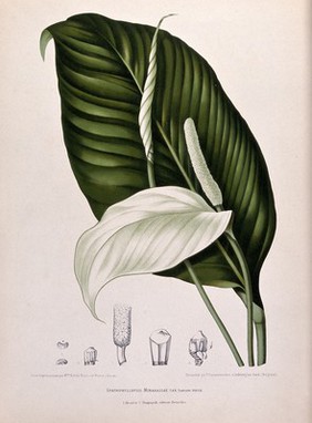 A plant (Spathiphyllum minahassae T. & B. Tjariang Poetie): spadix and leaf with separate numbered sections of spadix, flower and seed. Chromolithograph by P. Depannemaeker, c.1885, after B. Hoola van Nooten.