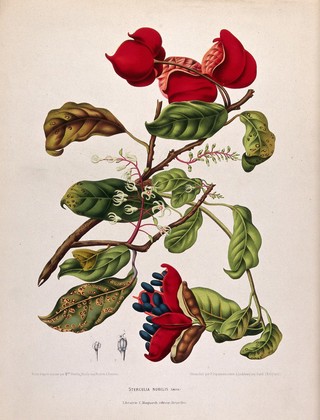 A plant (Sterculia nobilis Smith.): flowering and fruiting branch with separate numbered flower sections. Chromolithograph by P. Depannemaeker, c.1885, after B. Hoola van Nooten.