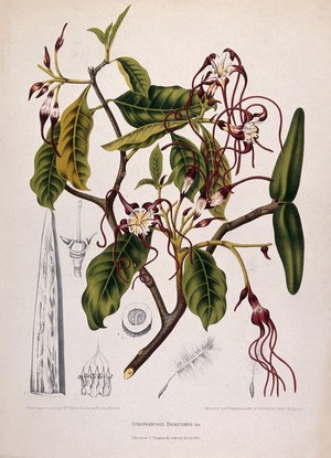 view Strophanthus dichotomus Decne.: flowering branch with separate numbered sections of flower, follicle and seed. Chromolithograph by P. Depannemaeker, c.1885, after B. Hoola van Nooten.