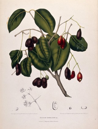 Jambolan or Java plum (Eugenia jambolana Lam.): fruiting branch with numbered figures of inflorescence and sectioned flower, fruit and seed. Chromolithograph by P. Depannemaeker, c.1885, after B. Hoola van Nooten.
