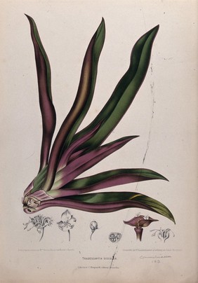 Spiderwort (Tradescantia discolor): leafy plant and separate numbered sections of inflorescence, flower and fruit with seed. Chromolithograph by P. Depannemaeker, c.1885, after B. Hoola van Nooten.