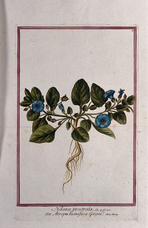 view Nolana prostrata L.: entire flowering plant. Coloured etching by M. Bouchard, 1772.